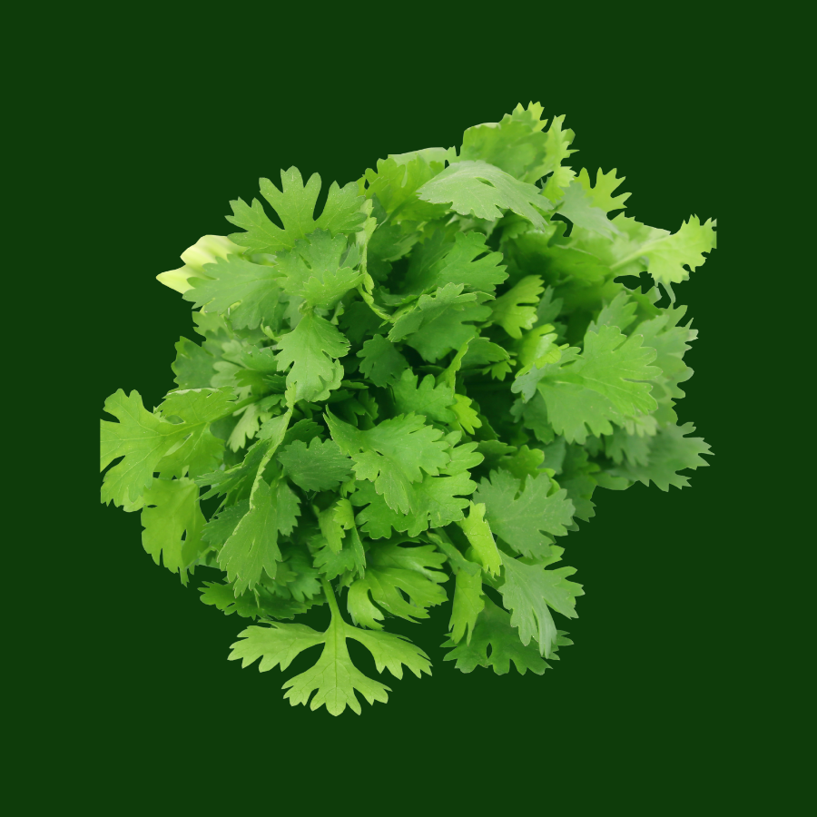 Culantro de castilla (Mazo)