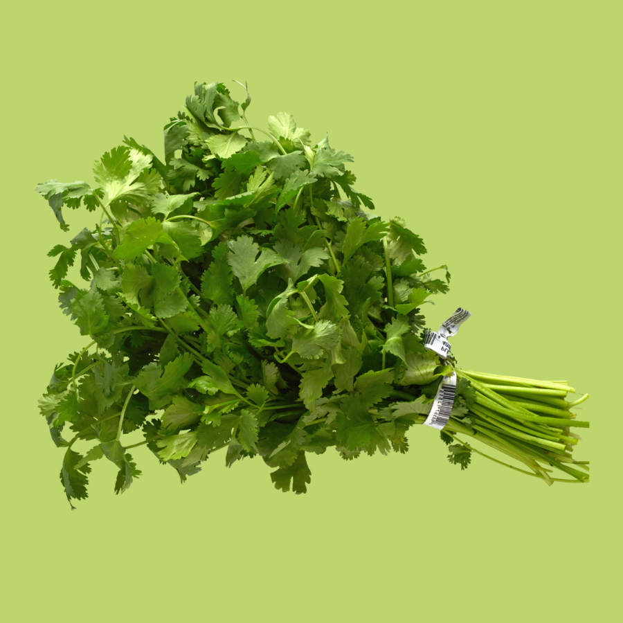 Culantro de castilla (Mazo)